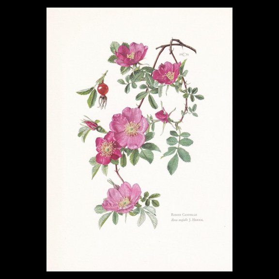 Double Cinnamon Rose Botanical Print, Unframed Paper Poster 8x10in