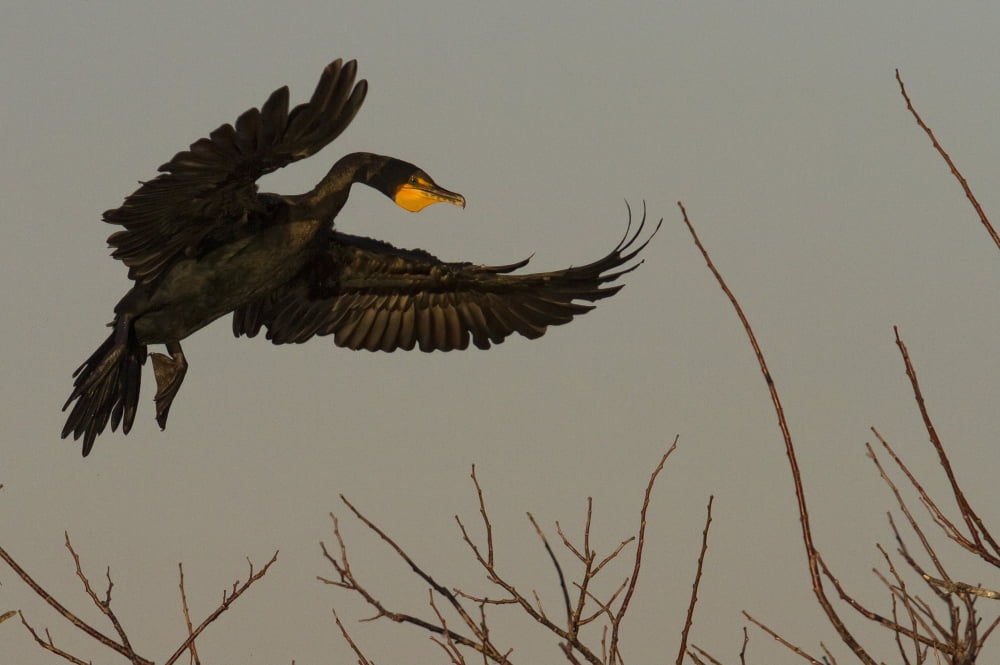 Double Crested Cormorant Coming In For Landing Everglades National Park Florida Canvas Art - Robert Postma Design Pics (17 x 11)