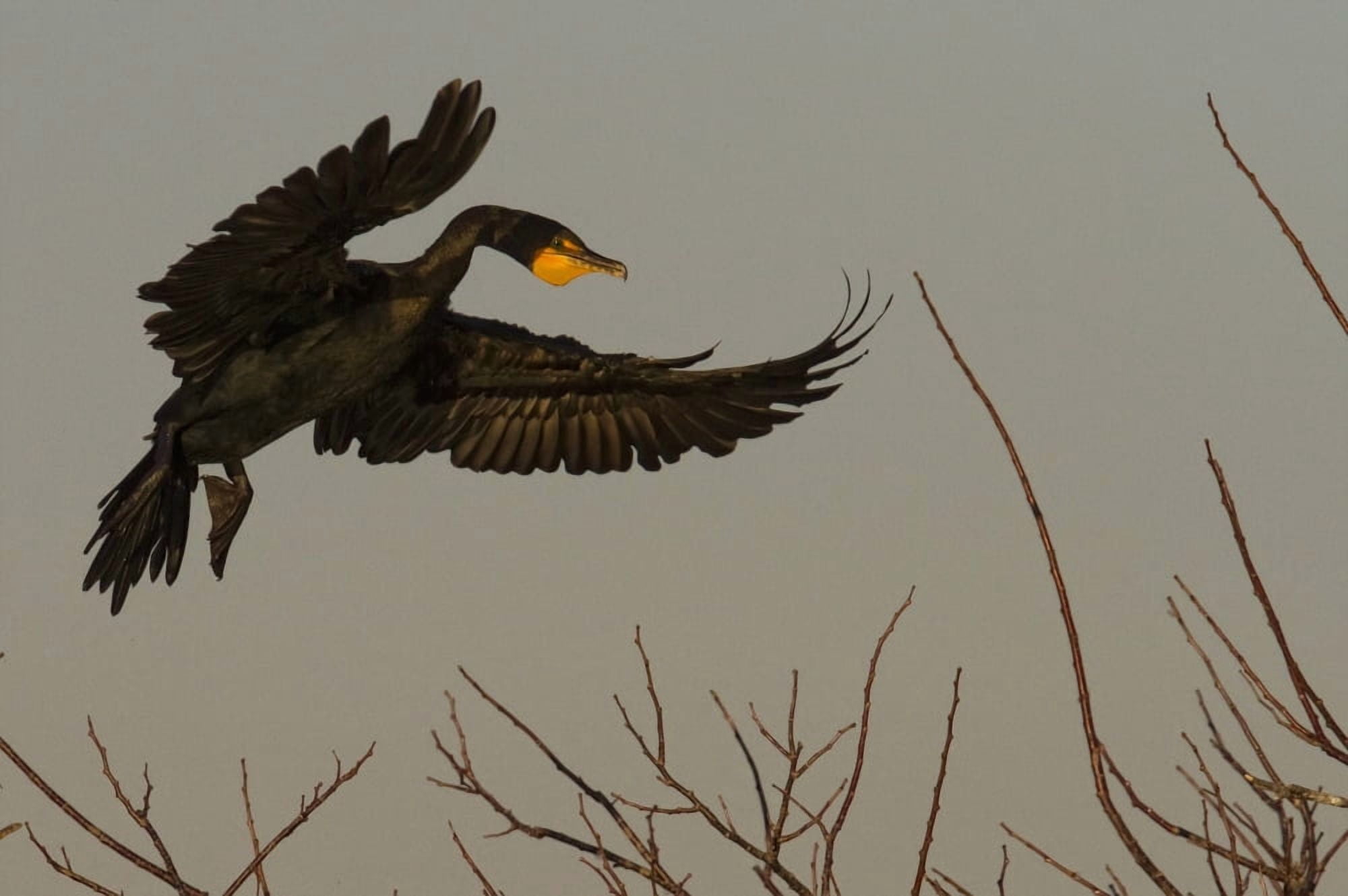Double Crested Cormorant Coming In For Landing Everglades National Park Florida Canvas Art - Robert Postma Design Pics (34 x 22)