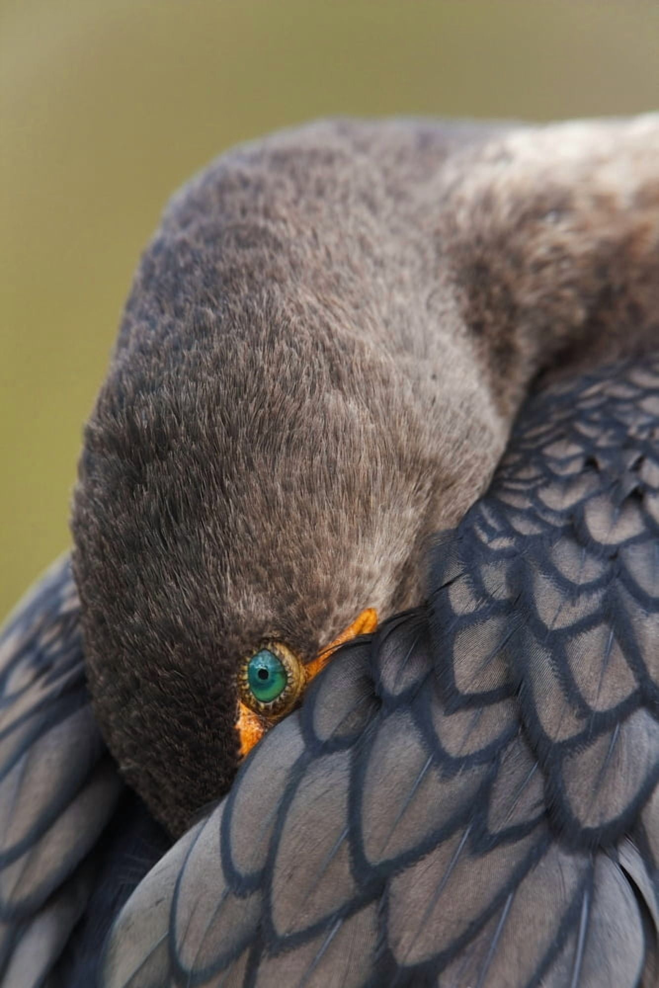 Double-Crested Cormorant Sleeping With Bill Tucked In Wing Everglades National Park Florida Usa Canvas Art - Milo Burcham Design Pics (12 x 19)