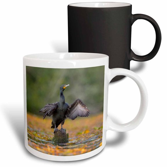 3drose, Double-crested Cormorant Spreads Its Wings to Dry. Seattle., 11oz Magic Transforming Mug