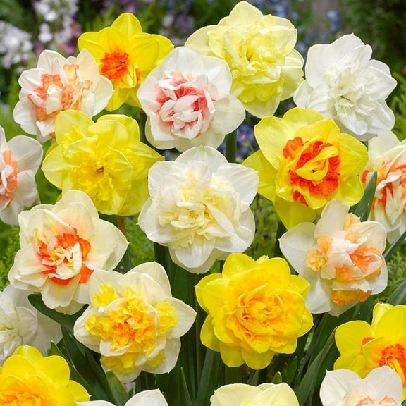 Double Daffodil Bulbs for Planting - Narcissus Double Mix,Top Size 14/16 cm (25 Bulbs)
