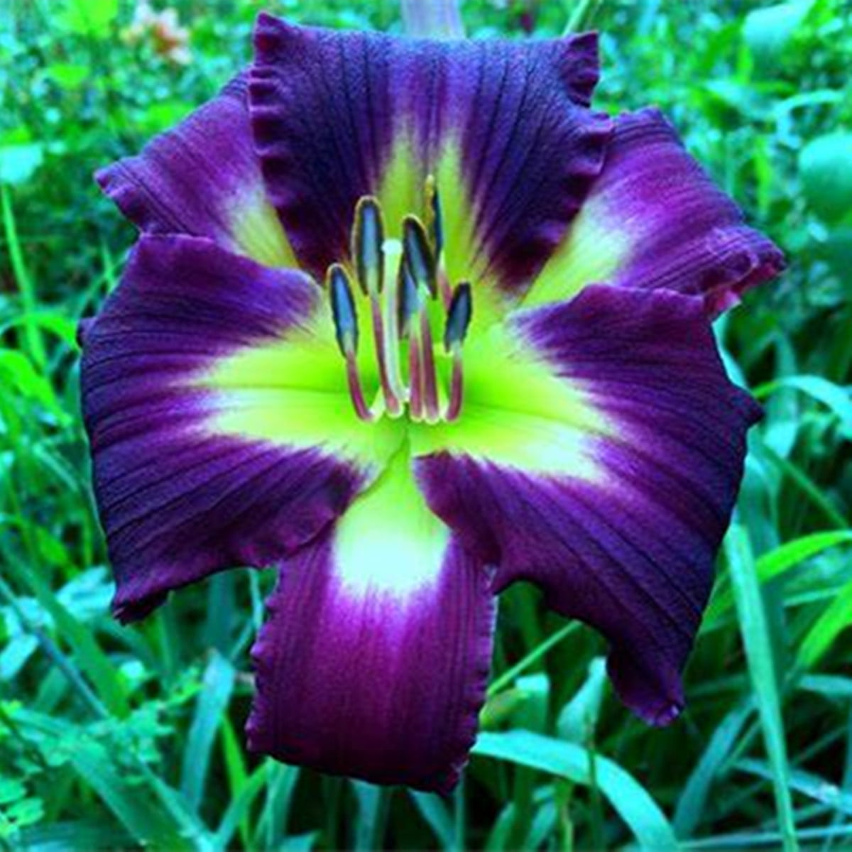 Double Daylily Bulbs,Daylily Bulbs For Planting/Daylily plants live