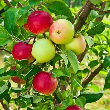 Double Delicious 2-In-1 Apple Dormant Bare Root Starter Fruit Tree (1-Pack)