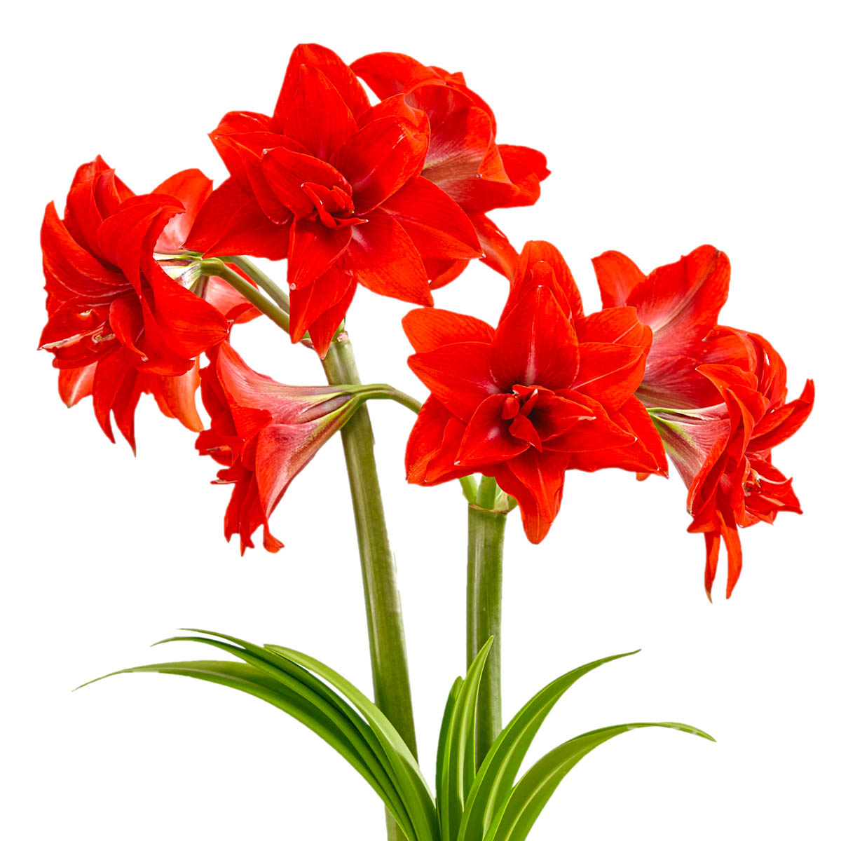 Double Delicious Dormant Amaryllis Bulb for indoor forcing