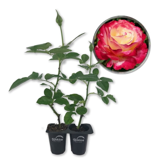 Double Delight Rose Bush - 2 Live Starter Plants in 2 Inch Pots - Beautifully Fragrant Rose from Florida - Stunning Hybrid Tea Rose Cultivar - Add Color and Fragrance to Any Garden
