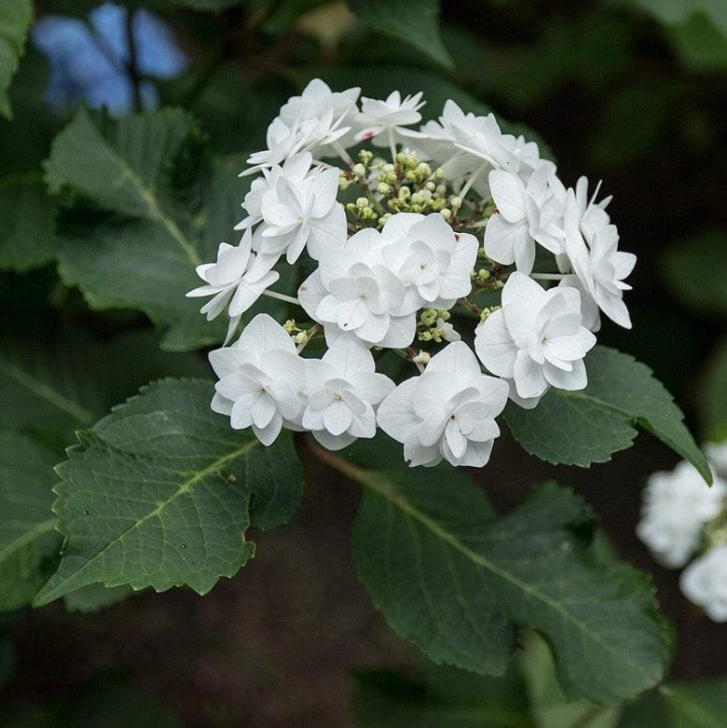 GoBuyPlants Double Delights Hydrangea