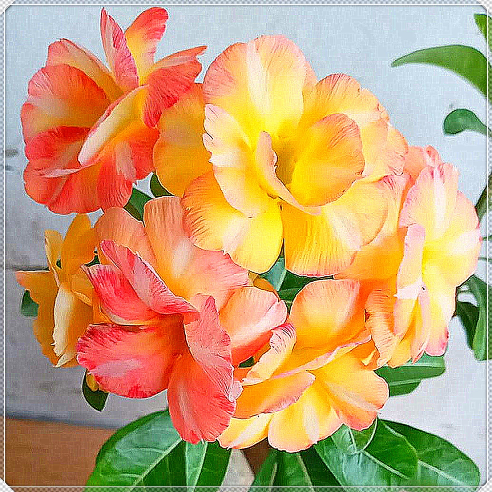 Double Desert Rose,Easy Care Beautiful Holiday Decor Desert Rose，Desert ...