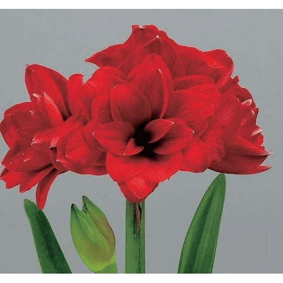 Double Dragon Amaryllis Bulb, Nice size bulb!. Great for Winter Forcing! Wonderful and unique gift!