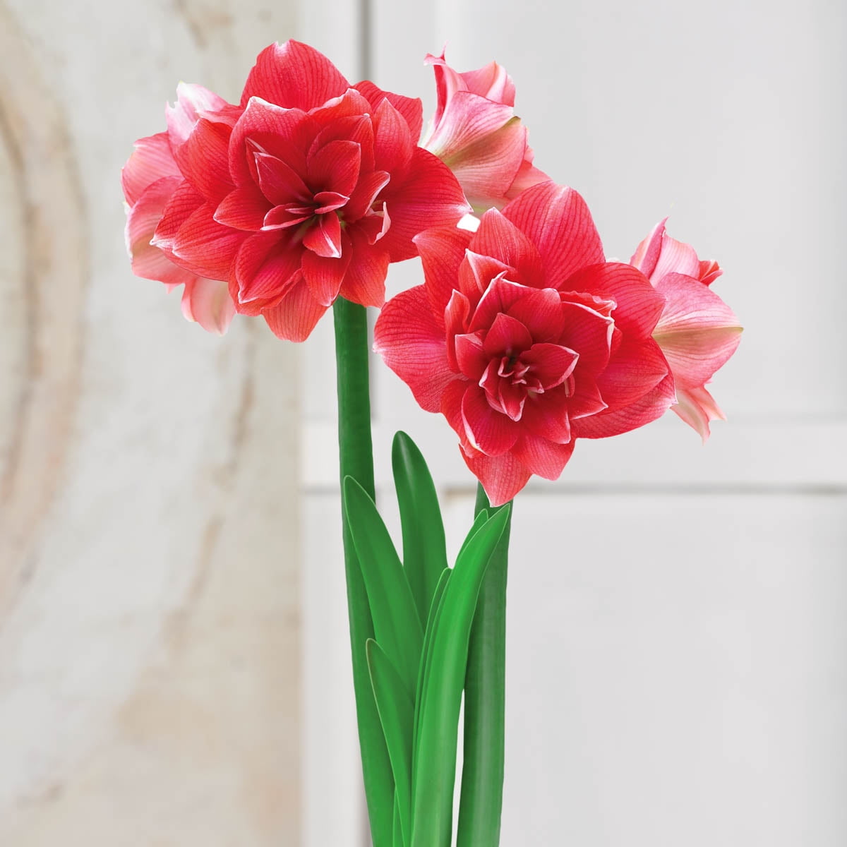 Double Dream Dormant Amaryllis Bulb for indoor forcing