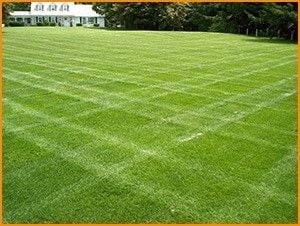 Double Eagle Centipede "Coated"Grass Seed - 10 Lbs.