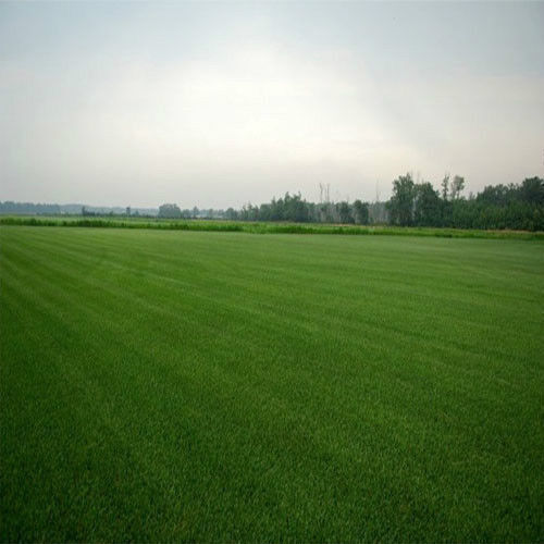 Double Eagle Centipede Grass Seed 1 Lb. 2000 Sq.ft Coverage