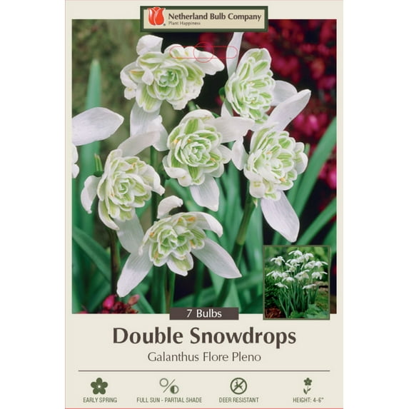 Double Flowering Snowdrops - 7 Bulbs - Galanthus Flore Pleno - 5/6 cm Bulbs