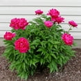 Double Flowers Peony Plants For Garden Ready To PlantPeony Bulbs For