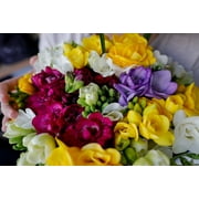 Double Freesia Flower Bulbs for Spring Planting - Mixed Colors for Bouquets - Large Healthy Bulbs - Great for Container or Outdoor Growing 20 Bulbs