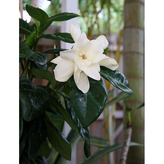 Double HeavenScent Tahitian Gardenia - Intoxicating Scent - 4" Pot