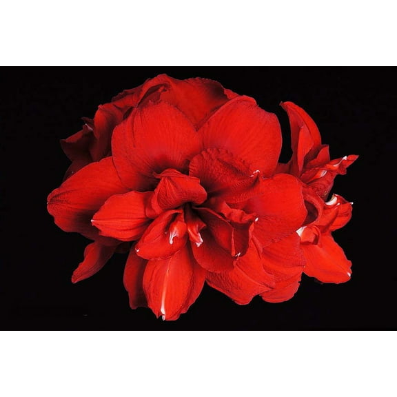 Double King Red Amaryllis - 30/32cm Large Bulb - Shipping Now/Holiday Blooms