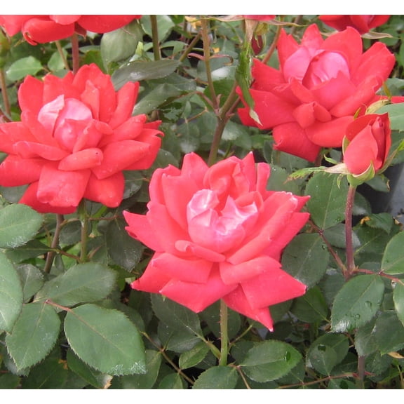 Double Knock Out Rose 3gal - Rose