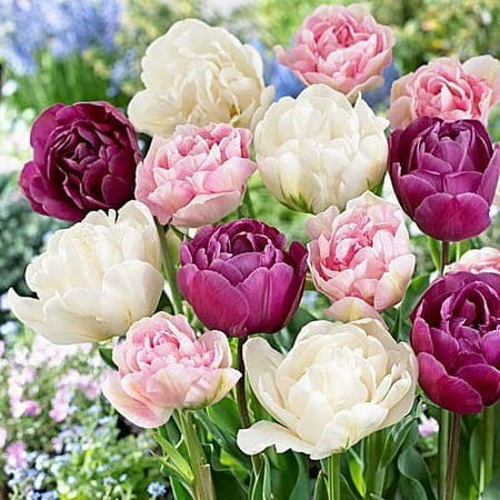 Double Late Tulip Mix 20 Bulbs