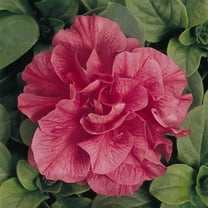 Double Madness Petunia Salmon ~25 Seeds – Double Floribunda Mix – Pelleted Seeds for Easy Sowing – 98-105 Days to Bloom – Annual for Zones 6-11 – Mounded 10-15" Plants