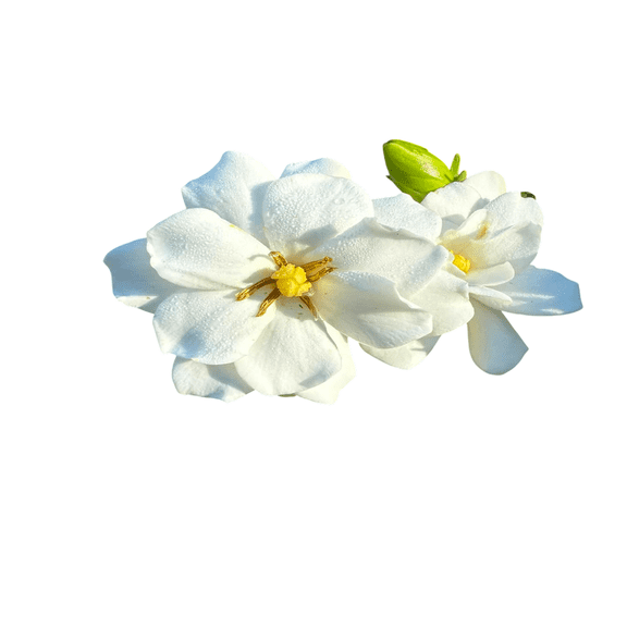 Double Mint Gardenia Live Flowering Shrub  3 Gallon Potted Plant, Extra Fragrant Double White Blooms, Evergreen Landscape Gardenia