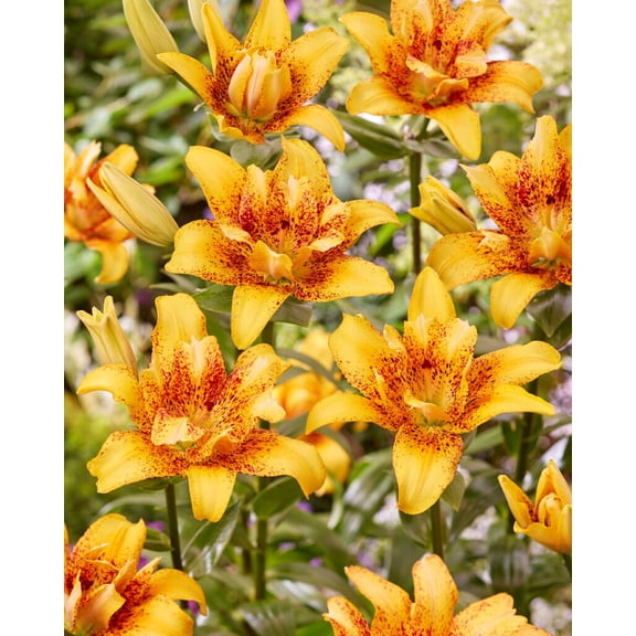 Double Nugget Lily - 3 Bulbs - Yellow with a dark red center- 14/16 cm