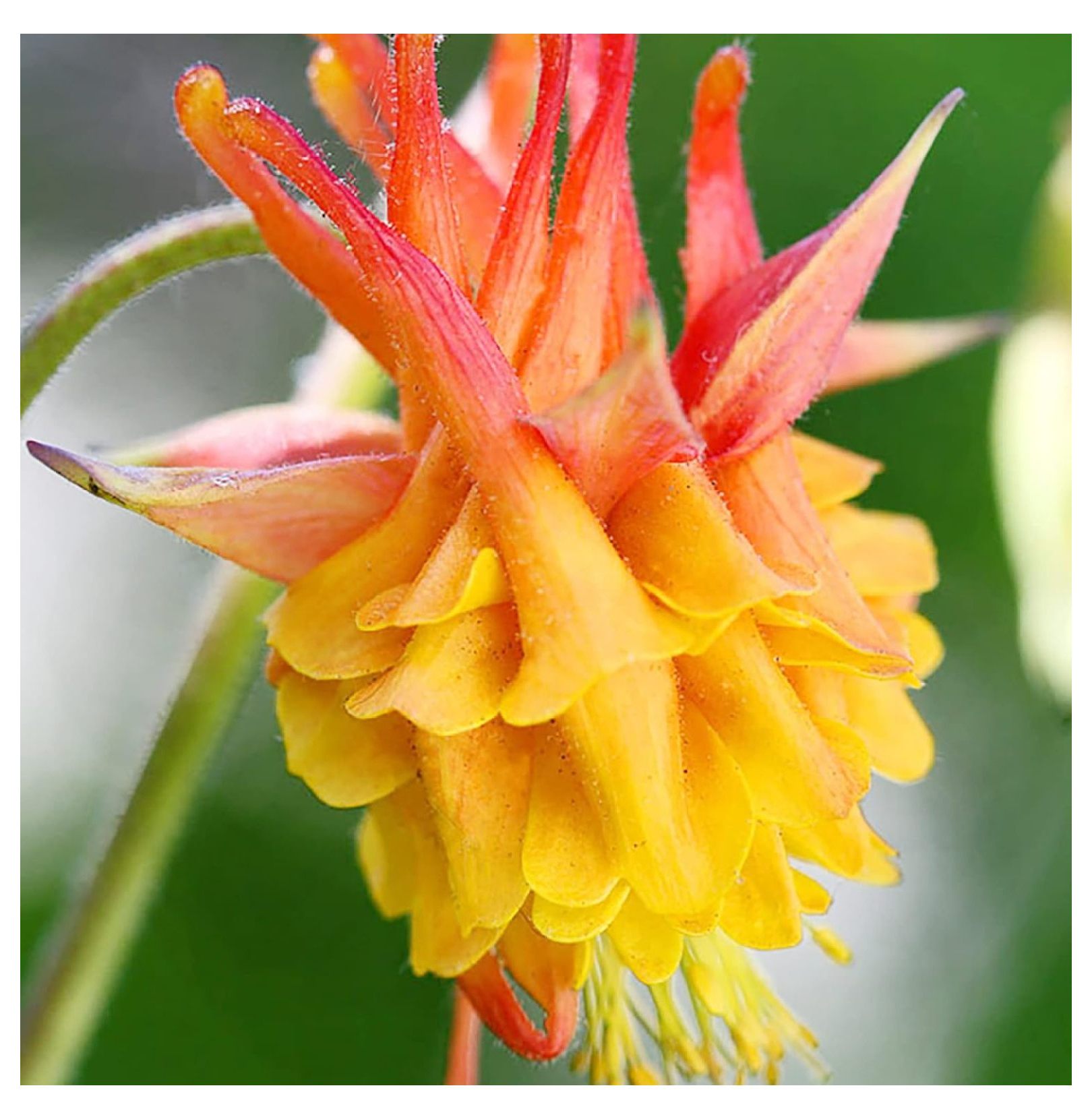 Double Orange Yellow Columbine Seeds Perennial Low Maintenance Cut