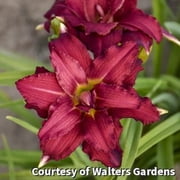 Double Pardon Me Daylily - 1 Gallon Perennial