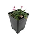 thumbnail image 1 of Double Pink Fairy Erodium - Cranesbill/Alpine Geranium -2.5" Pot - Fairy Garden, 1 of 1