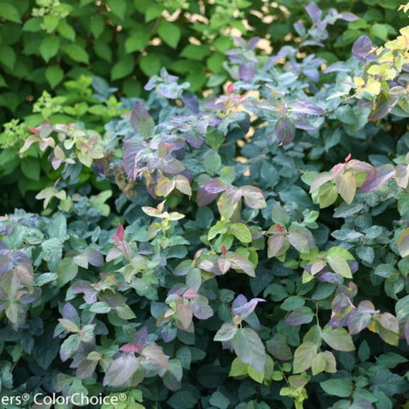 Double Play Blue Kazoo Spirea