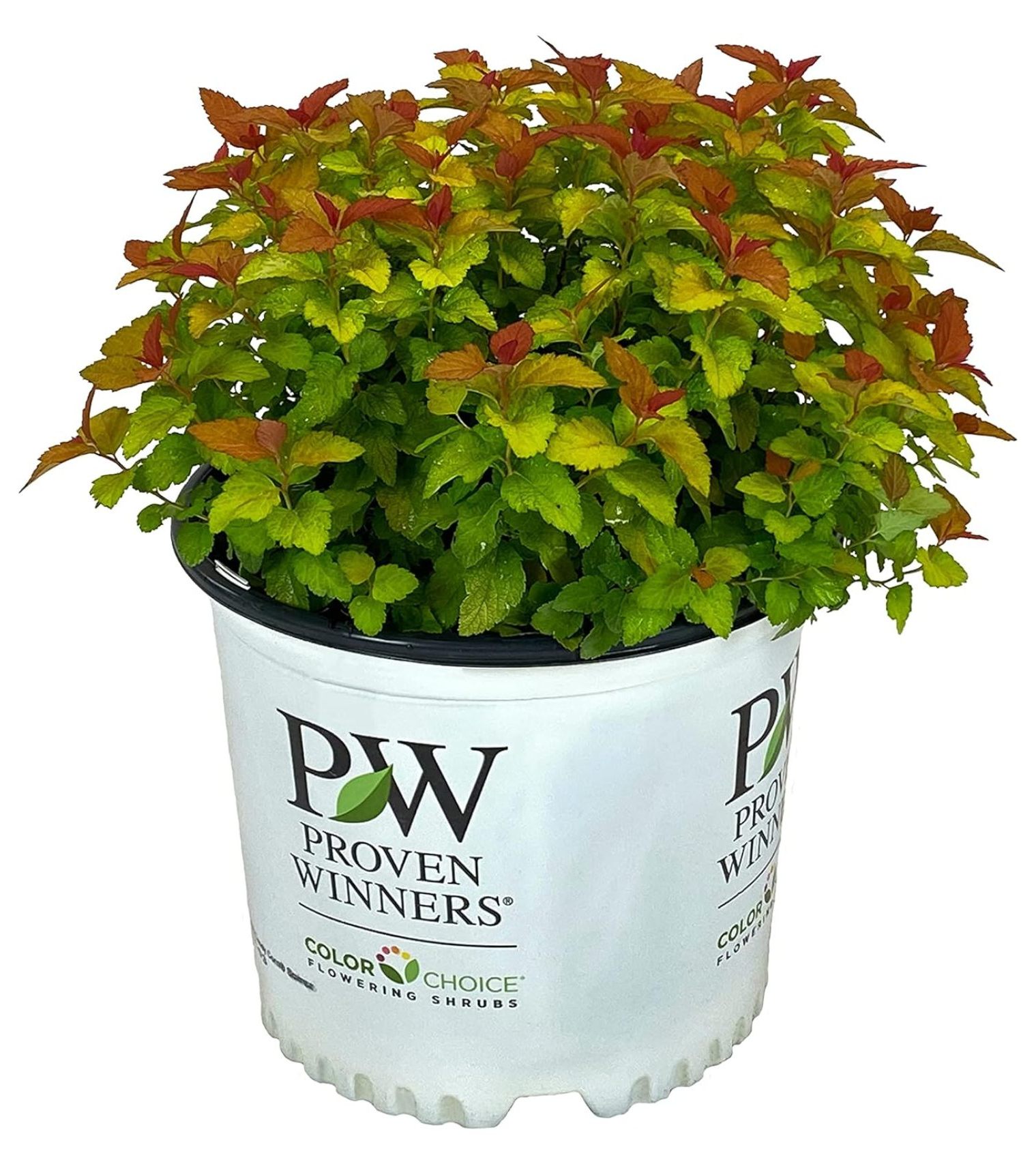 Double Play Candy Corn Spirea 3 gal Proven Winners Compact