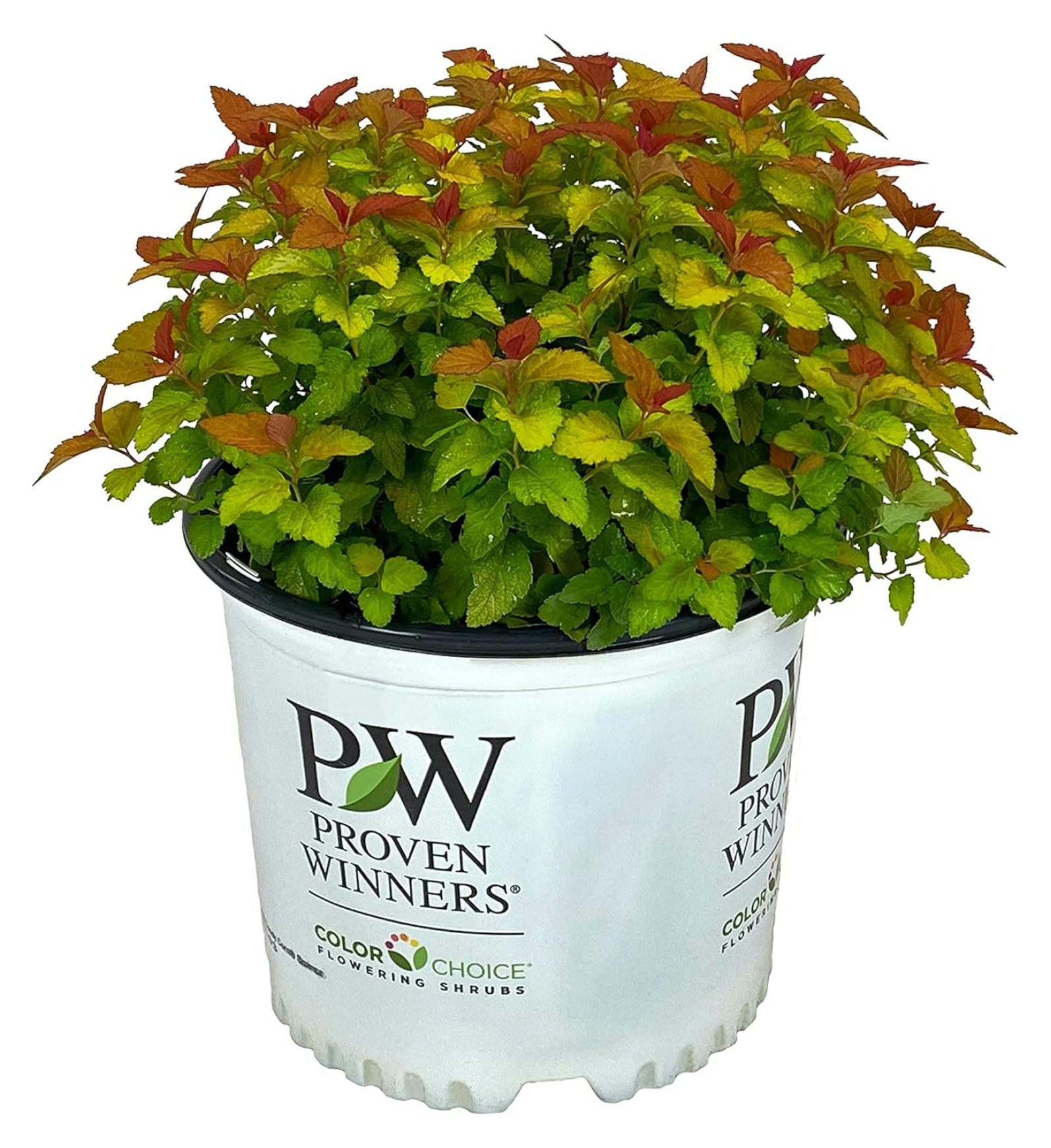 Double Play Candy Corn Spirea 3 gal Proven Winners Compact