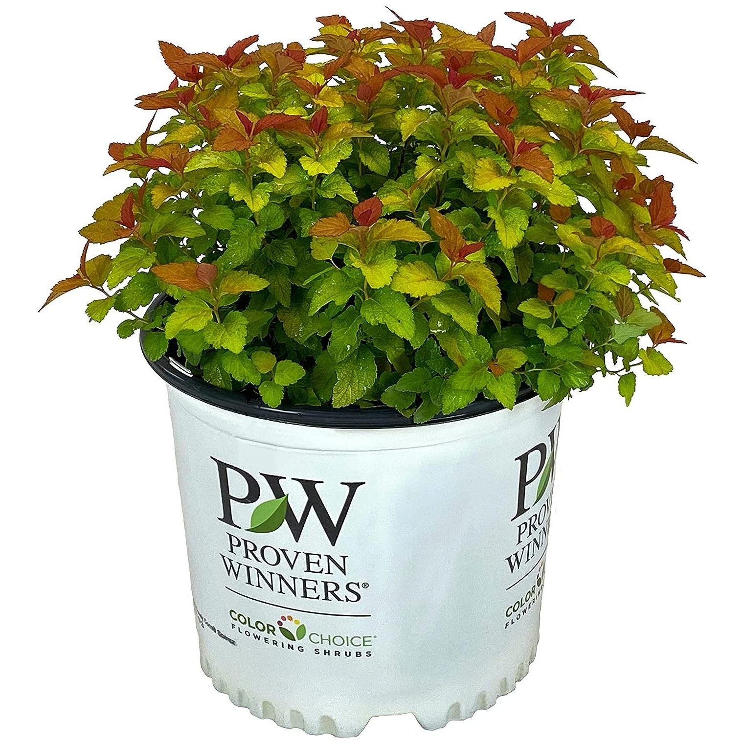Double Play Candy Corn Spirea 3 gal Proven Winners Pineapple and