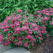 Double Play Doozie  Spirea