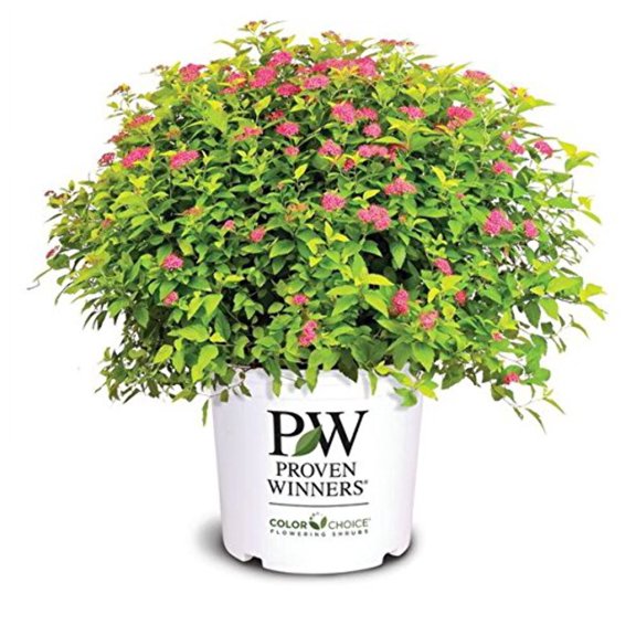 Double Play Gold Spirea