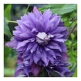 Double Purple Blue Clematis Vine Plants Live in 2.5 Inch Pot, Live