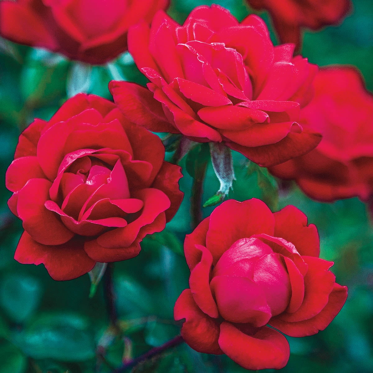 Double Red Knock Out Dormant Bare Root Shrub Rose, Includes one dormant plant per order