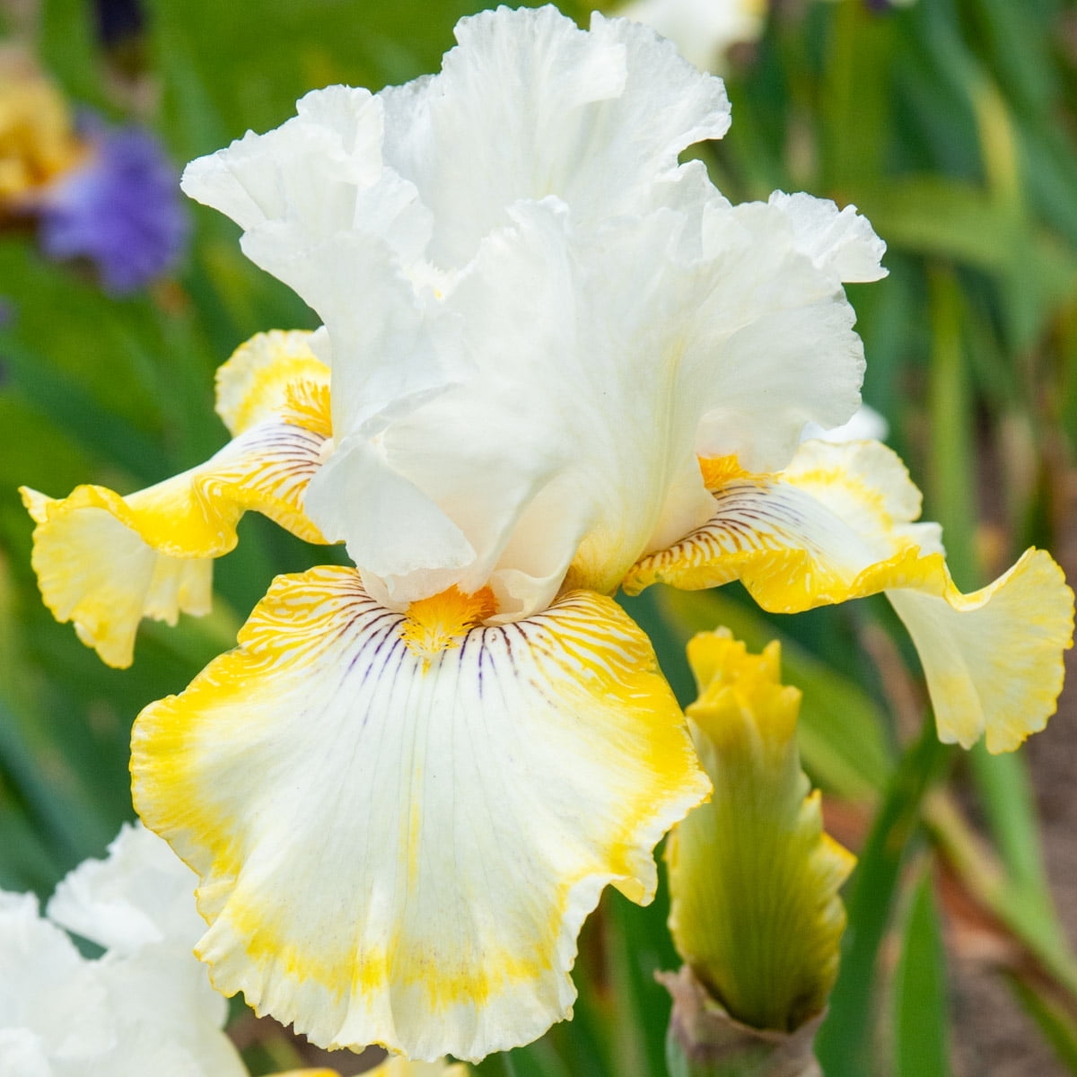 Direct Gardening Double Ringer Bearded Iris Bare Root Perennial Rhizome ...