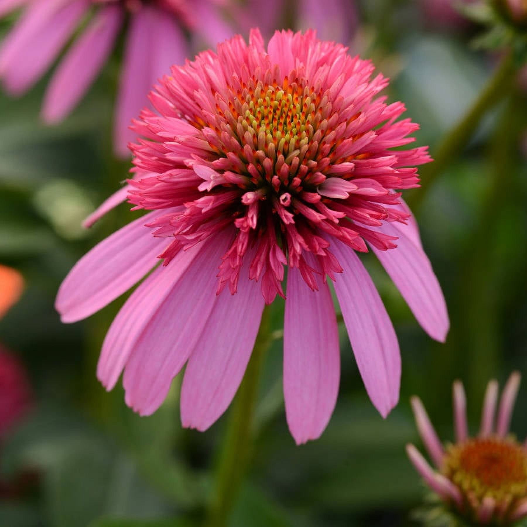 Double Scoop Bubble Gum Echinacea (2.5 Quart) Coneflower - Flowering Perennial Plant