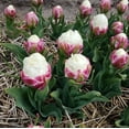 thumbnail image 1 of Double Scoop Ice Cream Tulips, 6 Bulbs - Red & White Flowers - Attracts Bees & Butterflies - Spring Blooming, Easy to Grow & Maintain, 1 of 6