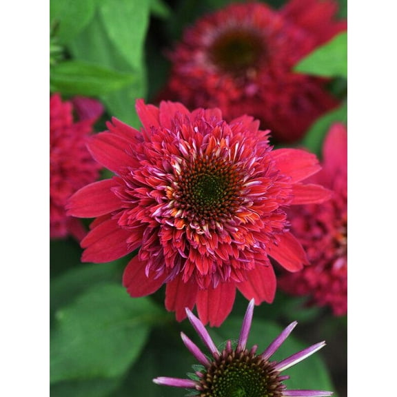 Double Scoop Raspberry Coneflower-Echinacea x purpurea-Attracts Pollinators 1 Gallon (Pack of 2)