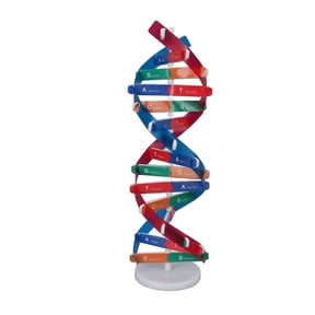 Double Spiral DNA Structure Model Colorful Human Genes Educational Base Anatomy Science Teaching Tool / 7.1 inches / 18 cm