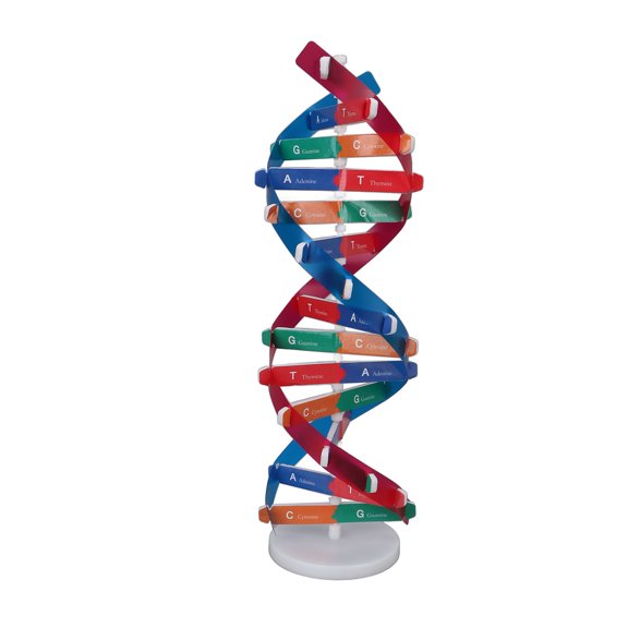 Double Spiral DNA Structure Model Colorful Human Genes Educational Base Anatomy Science Teaching Tool / 7.1 inches / 18 cm