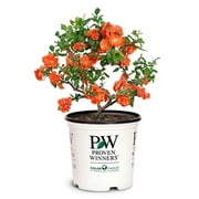 Double Take Orange  Quince