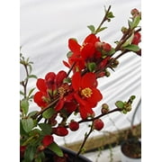 Double Take Scarlet  Quince