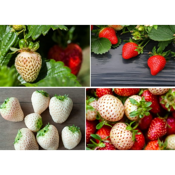 Double The Color Strawberry Duo Packet - 100 Red Straberry Seeds + 100 White Strawberry Seeds to Plant