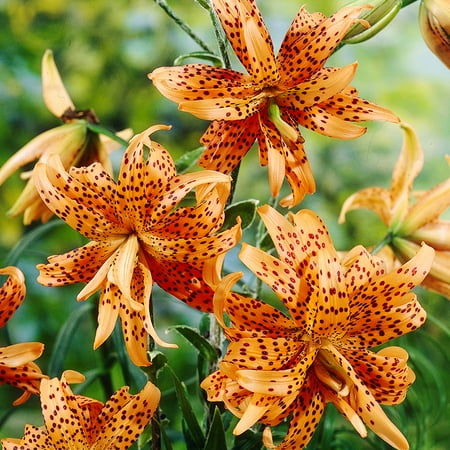 Double Tiger Lily Flore Pleno Flower Bulbs - 3 Lilies Bulbs per Pack - Good as Cut Flowers - Perennializing - Easy to Grow Live Plants - Outdoor Garden