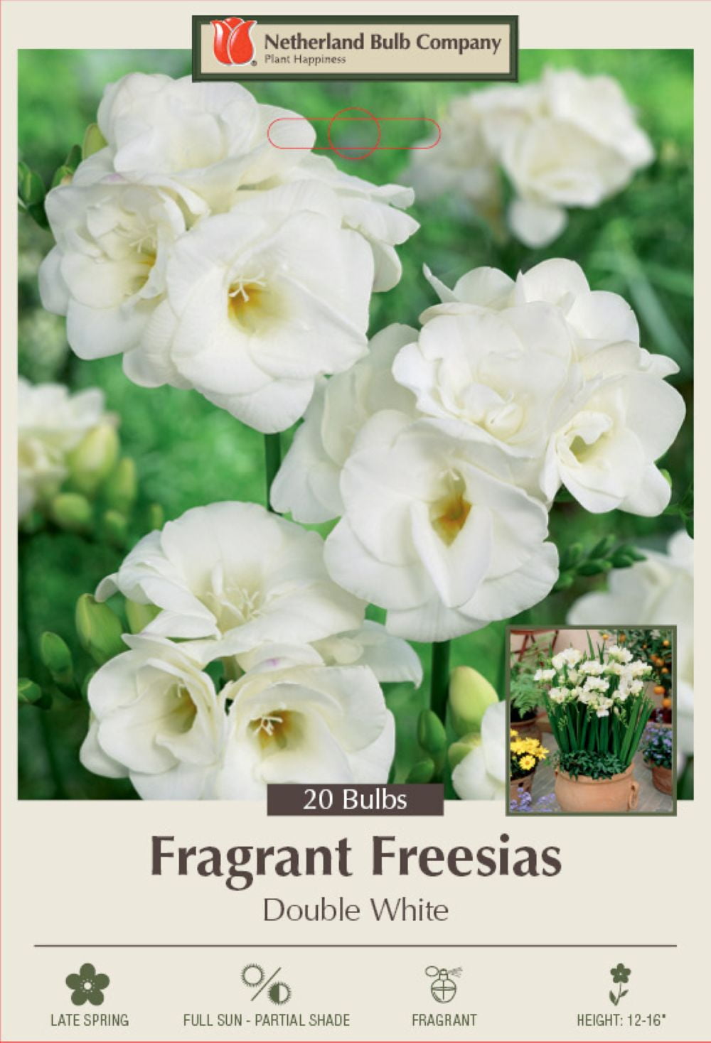 Double White Freesia 20 Bulbs - Pure White - Fragrant - 6/+ cm Bulbs