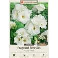 thumbnail image 1 of Double White Freesia 20 Bulbs - Pure White - Fragrant - 6/+ cm Bulbs, 1 of 4