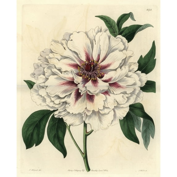 Double-White Tree Peony Paeonia Moutan Albida Plena Poster Print By ?? Florilegius Mary Evans